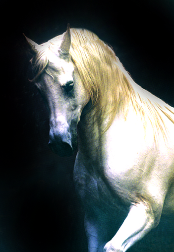 «واثق الخطوة يمشى ملكاً» العالم يحافظ على أصالة  الحصان العربي