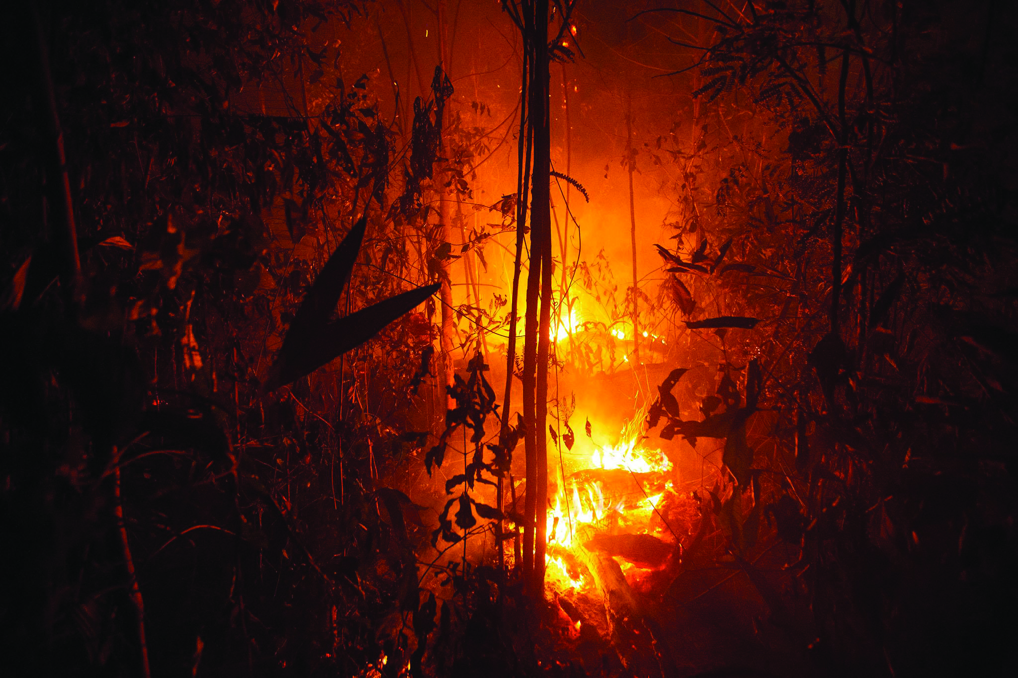 غابات الأمازون رئتا العالم تحترقان