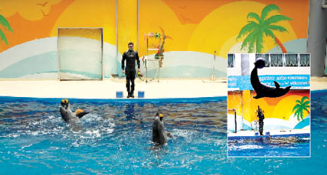حوض الدلافين في إسطنبول.. حيث المتعة والإثارة