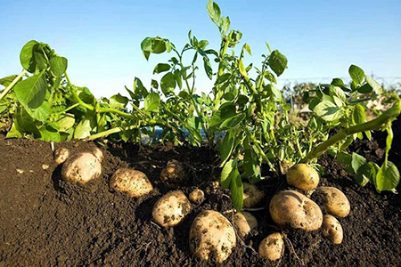 البطاطا أو البطاطس قِيَم غذائية وفوائد صحية